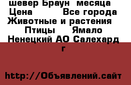 шевер Браун 2месяца › Цена ­ 200 - Все города Животные и растения » Птицы   . Ямало-Ненецкий АО,Салехард г.